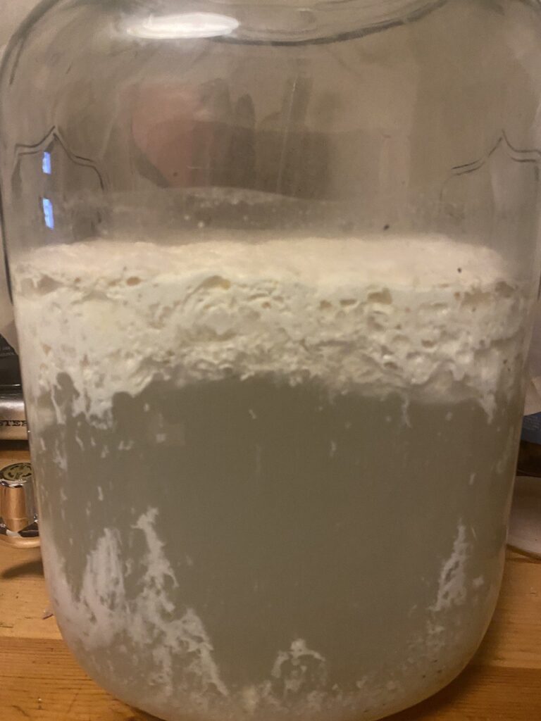 LAB (Lactic acid bacteria)