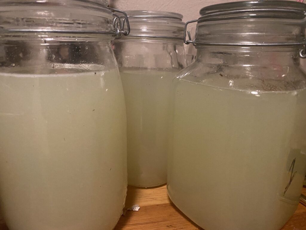 LAB (Lactic acid bacteria)
