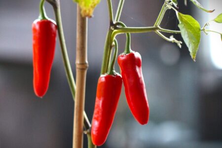 Chili Panachel