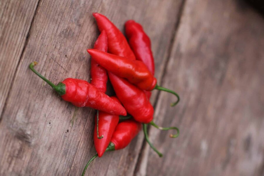 Avlånga röda Rocoto Aji Largo-frukter på planta med håriga blad