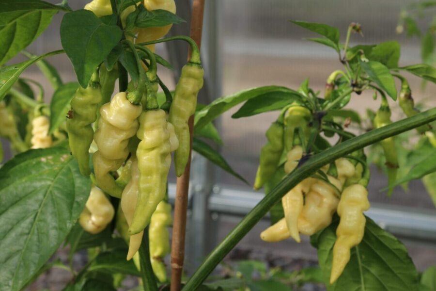 Vita Murupi-chilifrukter med rynklig yta