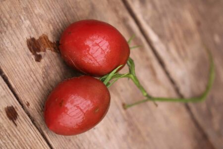 Purple Russian Plum