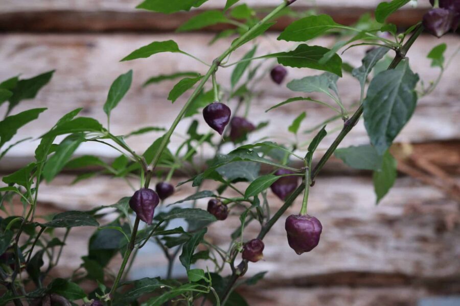Lila UFO-formade chilifrukter i olika mognadsstadier