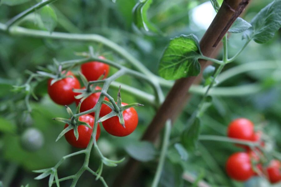 Små röda Micro Cherry-tomater på långa hängande skott