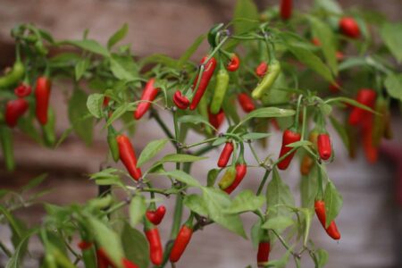 Tabasco