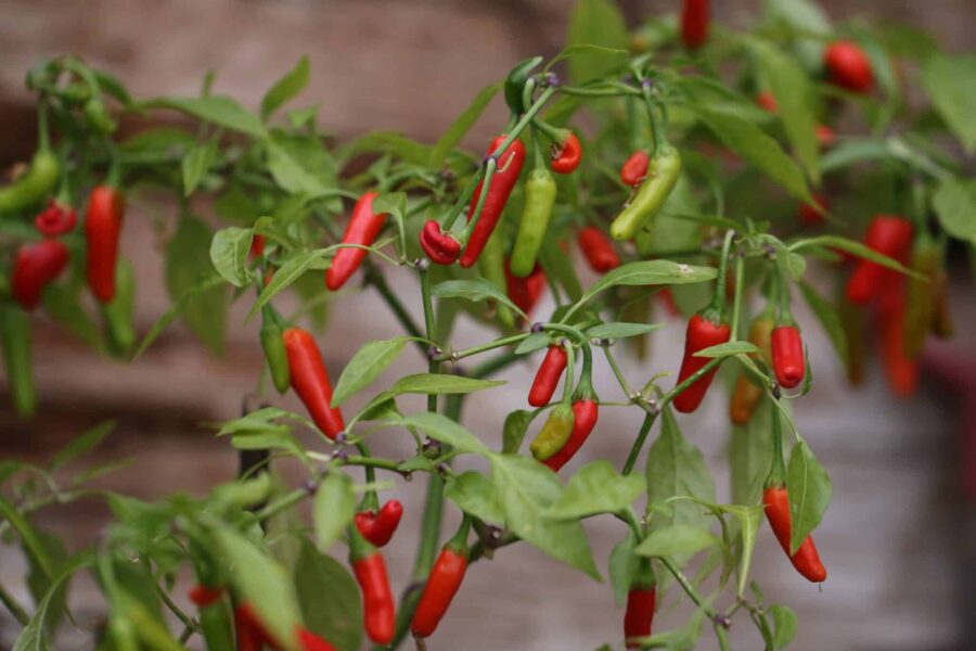 Uppåtriktade röda Tabasco-chilifrukter