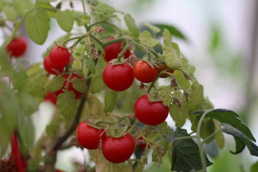 Röda Cherry Falls-körsbärstomater som hänger ut över kanten på en ampel