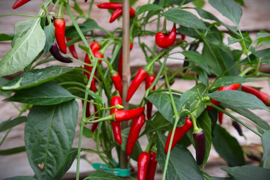 Gusto Purple-chilifrukter i lila och röda nyanser på kompakt planta
