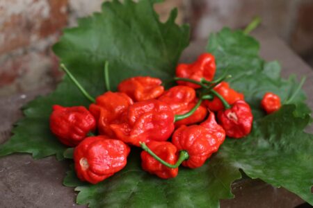 7 Pot Lava