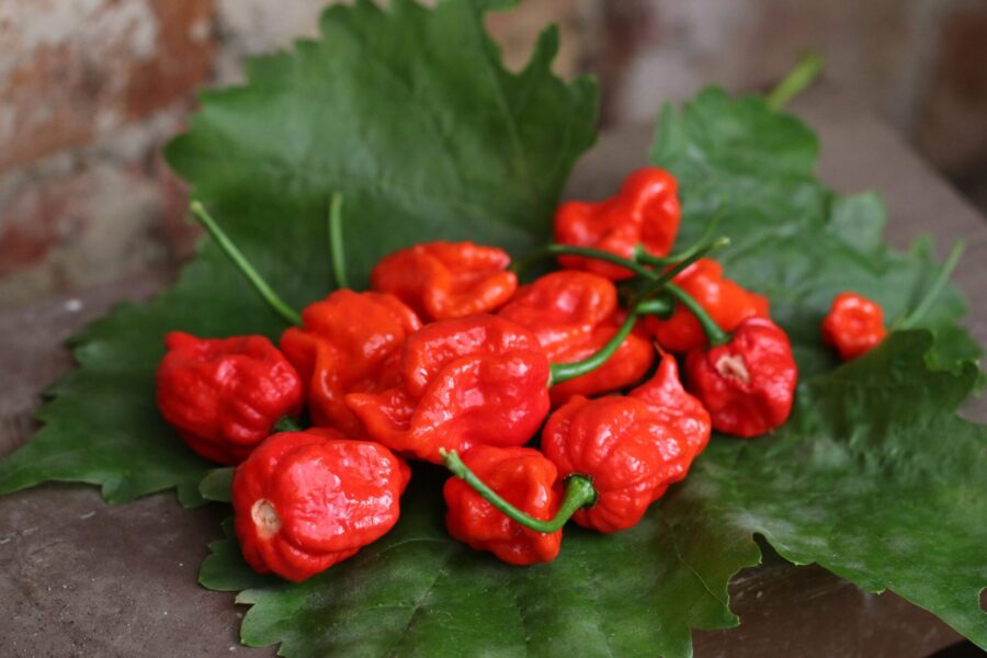 Röda skrynkliga 7 Pot Lava-chilifrukter med typisk superhot-karaktär