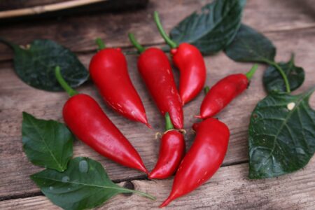 Jalapeno Giant