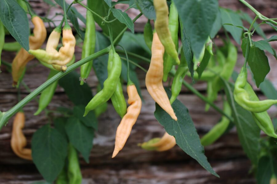 Orange Aji Melocoton-frukter med rund, persikoliknande form