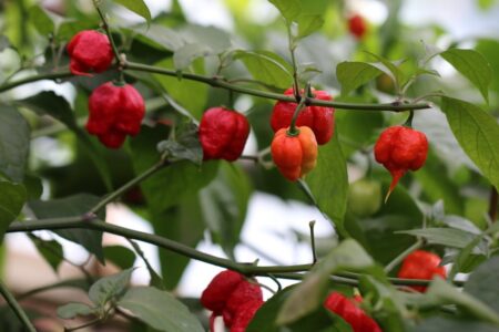 Carolina Reaper