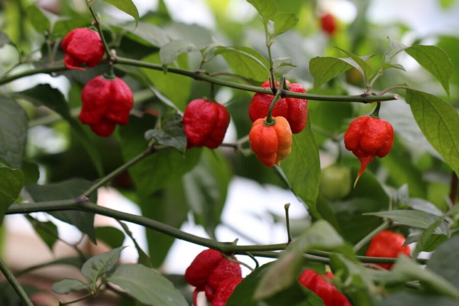 Röda skrynkliga Carolina Reaper-frukter med karakteristisk skorpionsvans