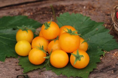 Gold Nugget / Yellow Cherry