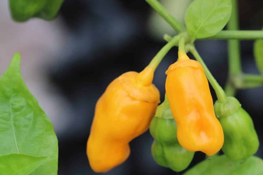 Gula skrynkliga 7 Pot Bubblegum Yellow-frukter med karakteristisk textur