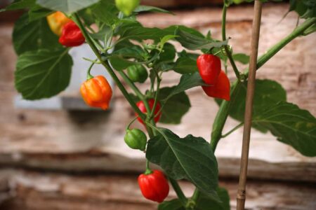 Habanero Red