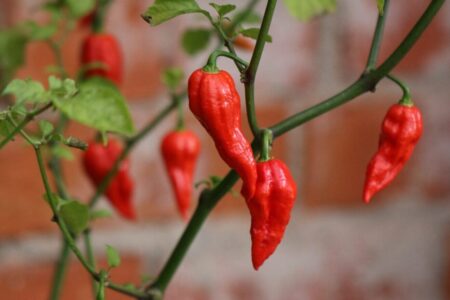 Bhut Jolokia