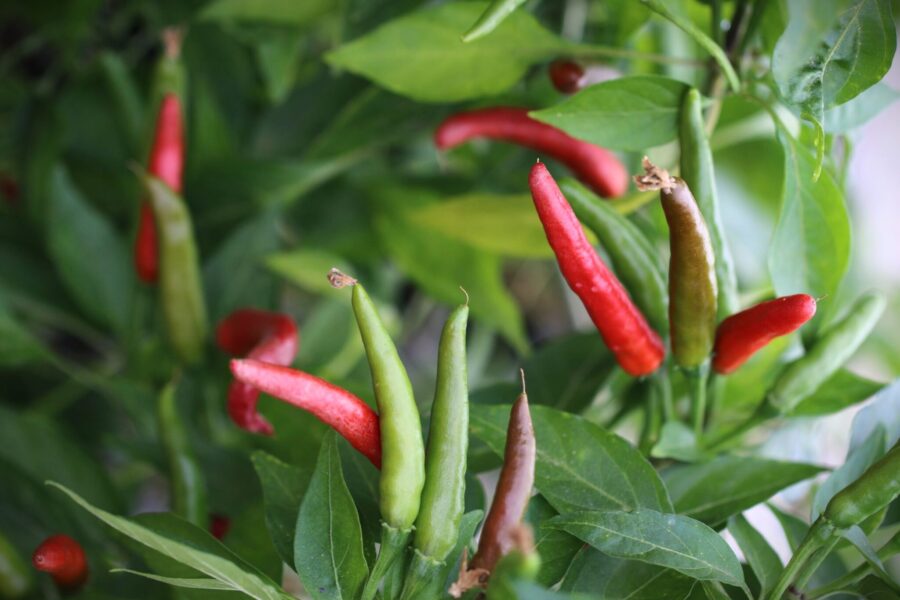 Röda De Arbol-chilifrukter torkade i traditionell stil