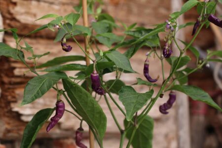 Buena Mulata