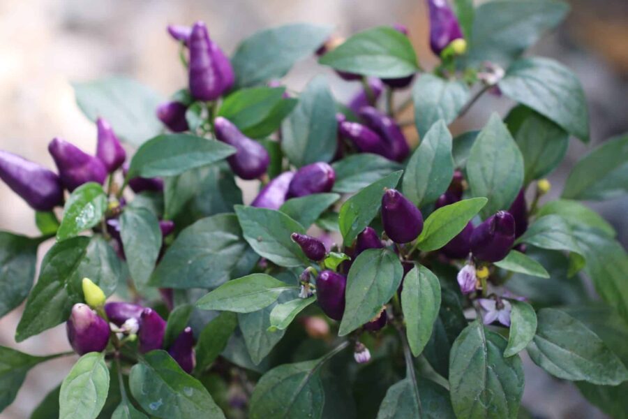 Aurora-chili med flerfärgade frukter i lila, gult och rött