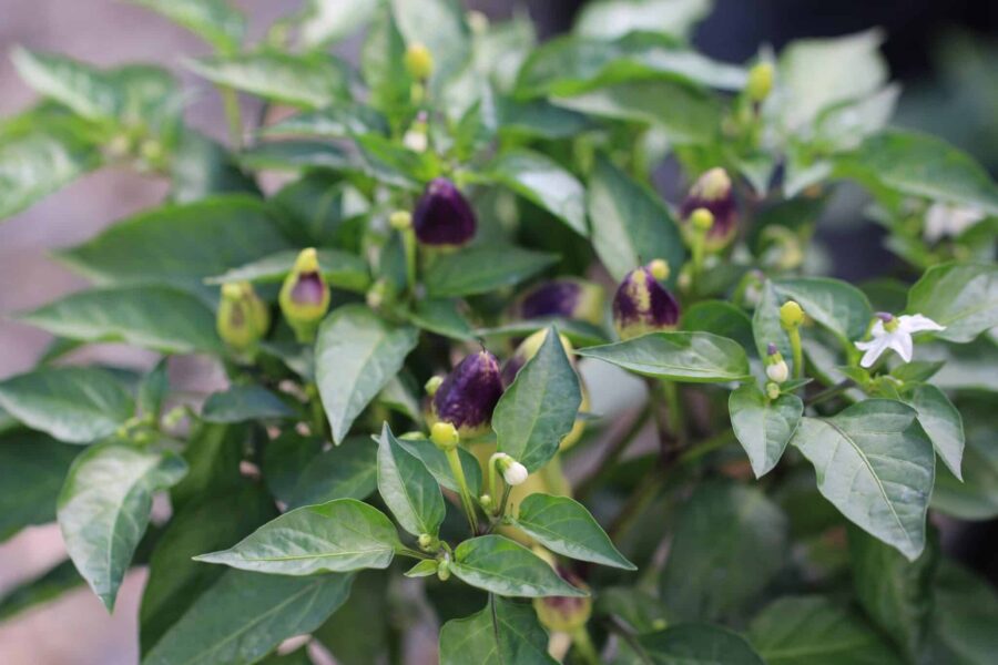 Firecracker-chili med flerfärgade frukter i vitt, orange och rött