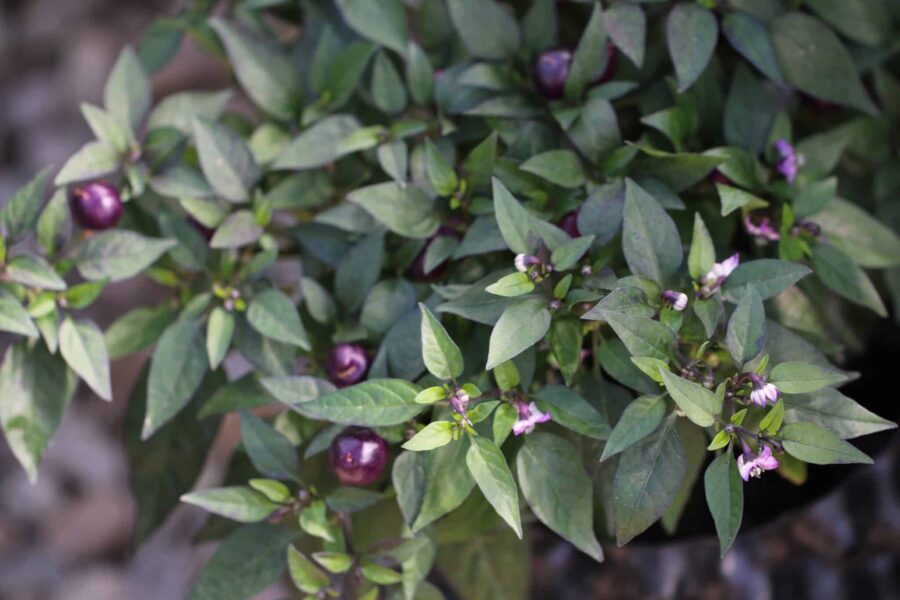 Pretty Purple-chili med mörklila frukter på kompakt planta