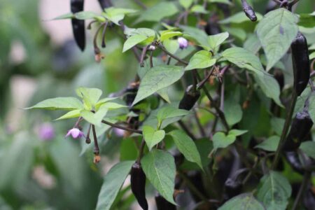 Variegata/PurpleTiger