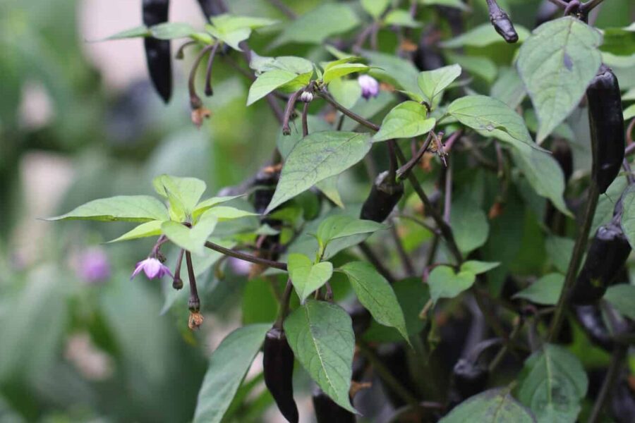 Purple Tiger-chili med variegerade blad och purpurfärgade frukter