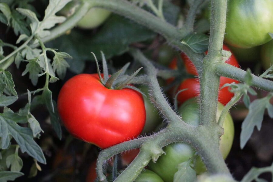 Silvery Fir Tree tomatplanta med karakteristiska silvriga fjäderlika blad