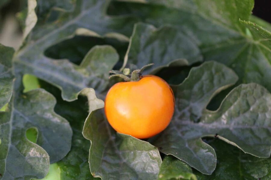 Gula Ola Polka-tomater i klase på plantan