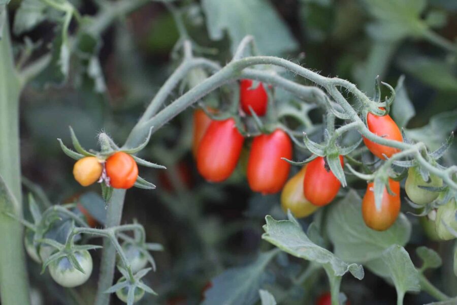 Avlånga röda San Marzano mini-tomater i klasar