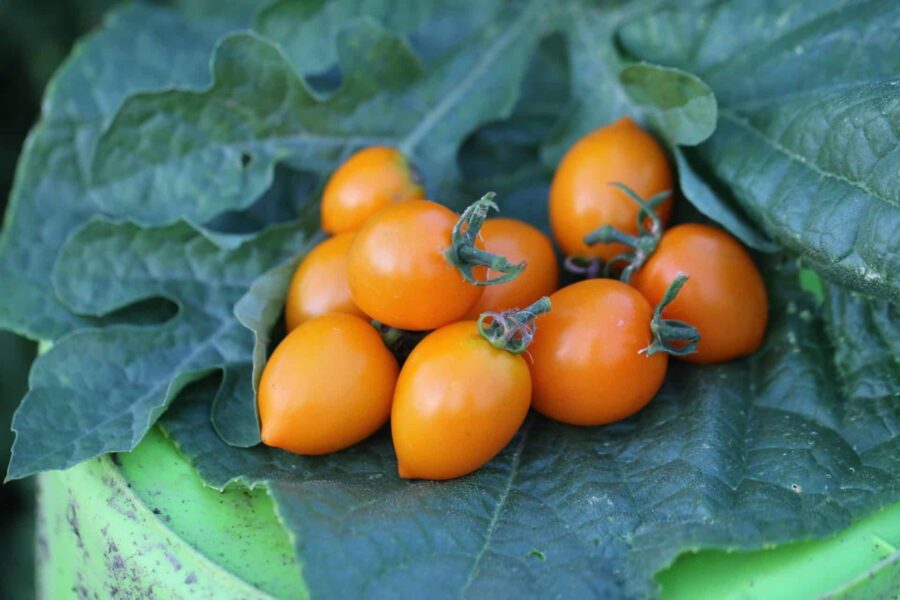 Orange Figiel körsbärstomater på plantan