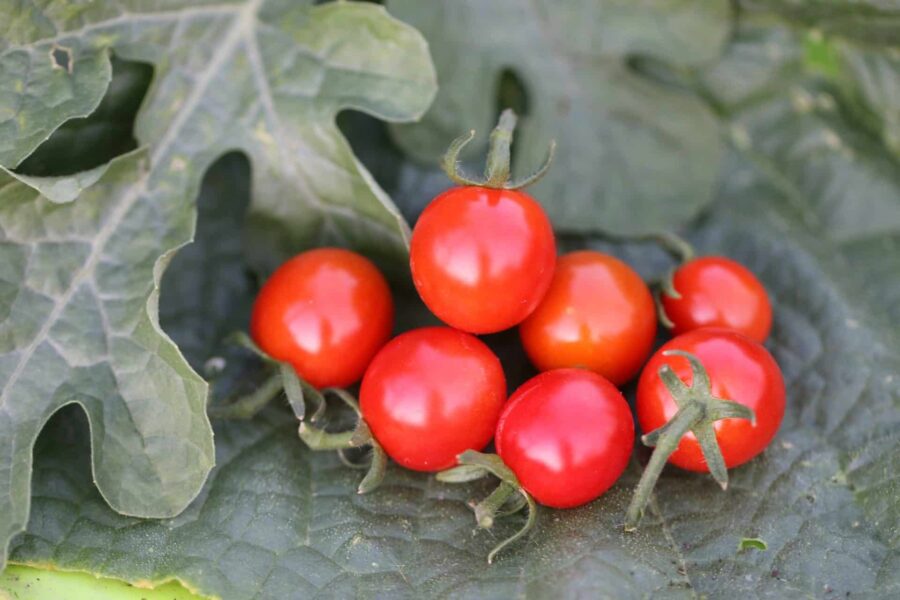 Klasar av mogna röda Sweetie-körsbärstomater på plantan