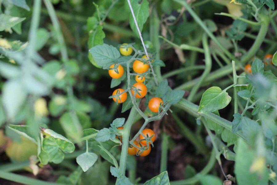 Klasar av små gyllene Currant Gold Rush-tomater i pärlstorlek