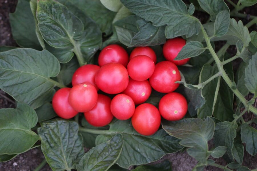Rosa-röda Pomodoro Da terrazzo cocktailtomater på kompakt planta