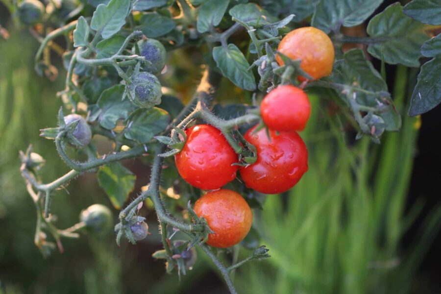 Mogna röda Bitontino-körsbärstomater på kompakt planta