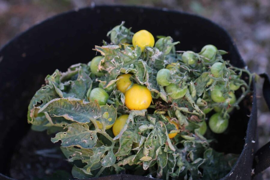 Gula Balconi Yellow körsbärstomater på ultrakompakt krukplanta