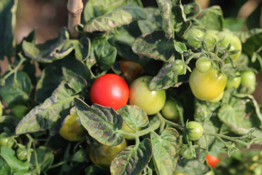 Kompakt Tiny Tim-tomatplanta med små röda körsbärstomater