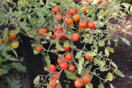 Red Profusion