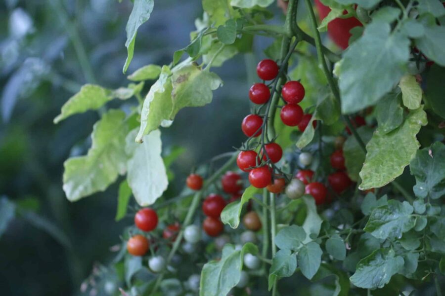 Cherry Cascades ampeltomat med långa kaskader av röda frukter