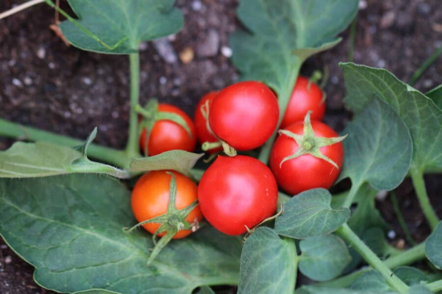 Mogna röda Pomidor karlowy-tomater på kompakt planta