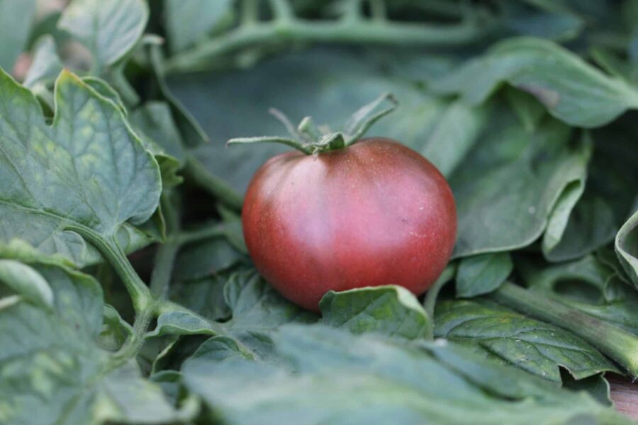 Mörkbruna nästan svarta Black Krim-tomater med saftig yta