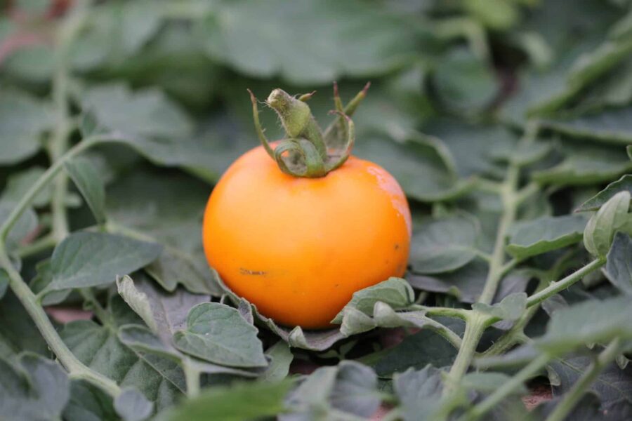 Orange runda Golden Ozarowski-tomater
