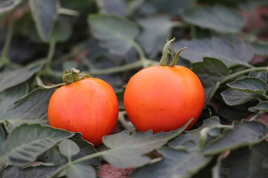 Orange tjeckiska Oranže-tomater