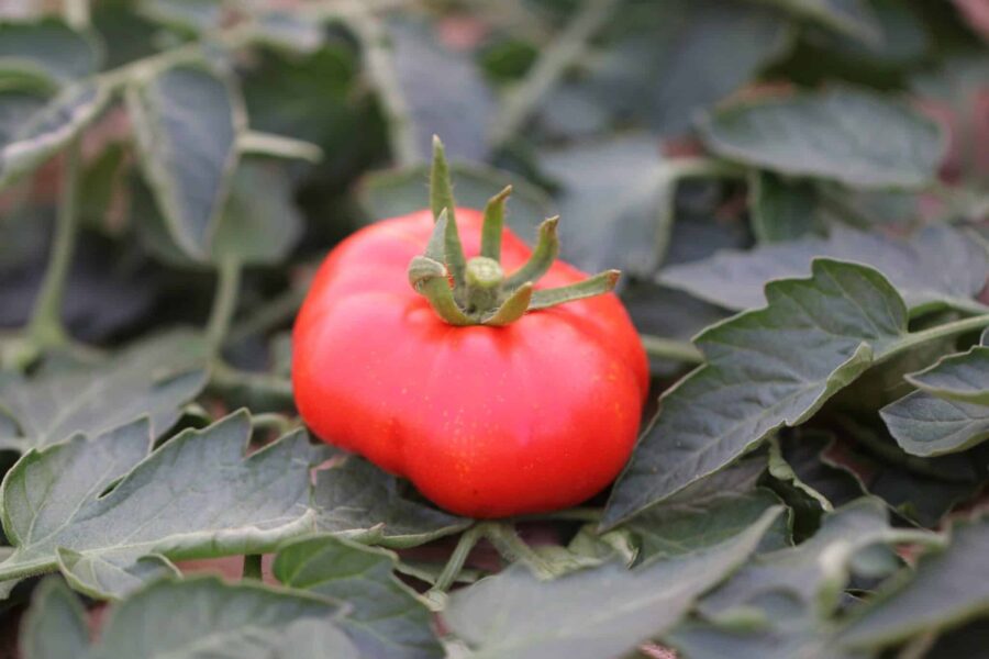 Oregelbundna röda Marmande-tomater med plattad form