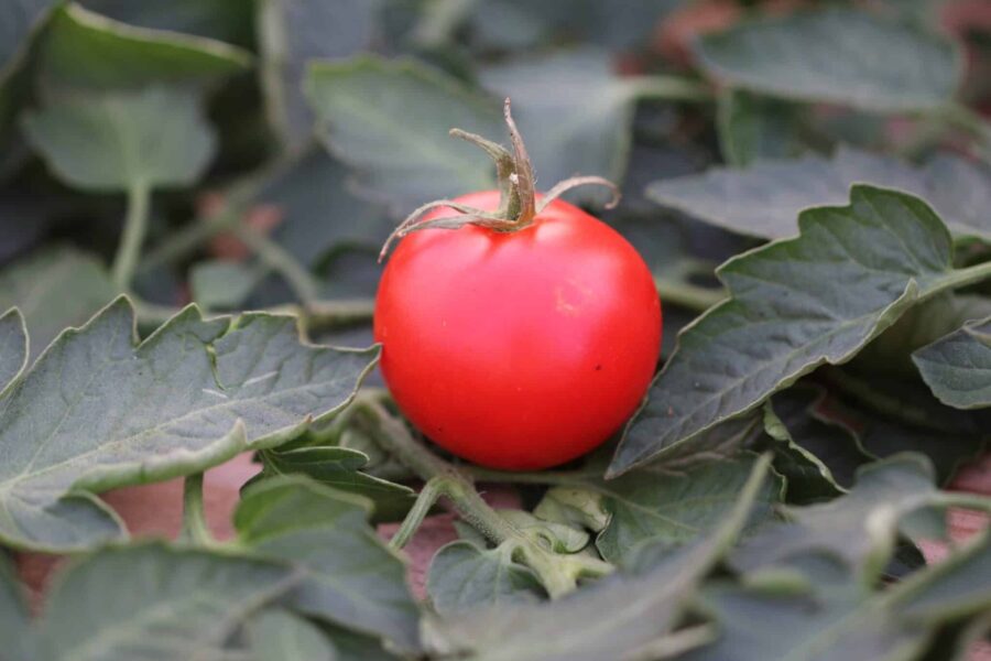 Röda Tamina-tomater på planta med potatisbladliknande löv