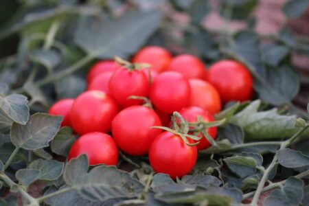Red Alert
