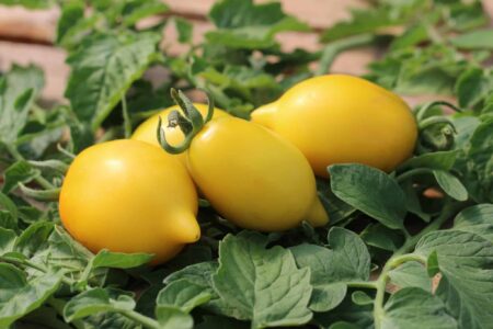 Lemon Plum