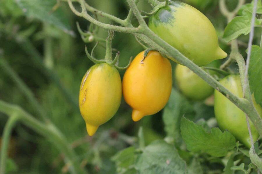 Gula citronformade Citrina-tomater med tunn yta